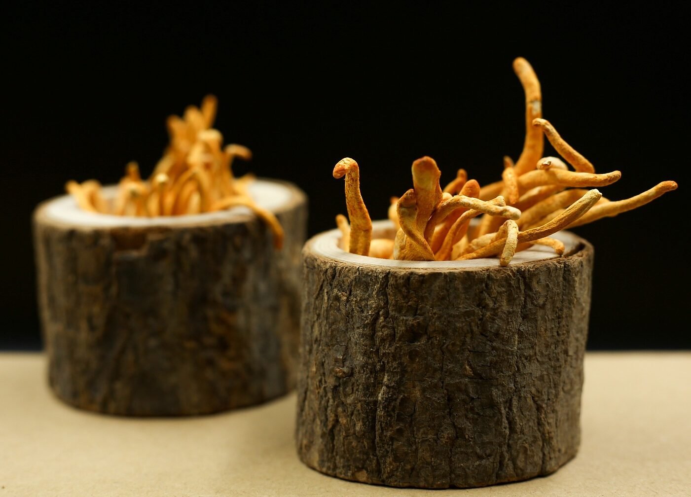 optimizing brain health with cordyceps