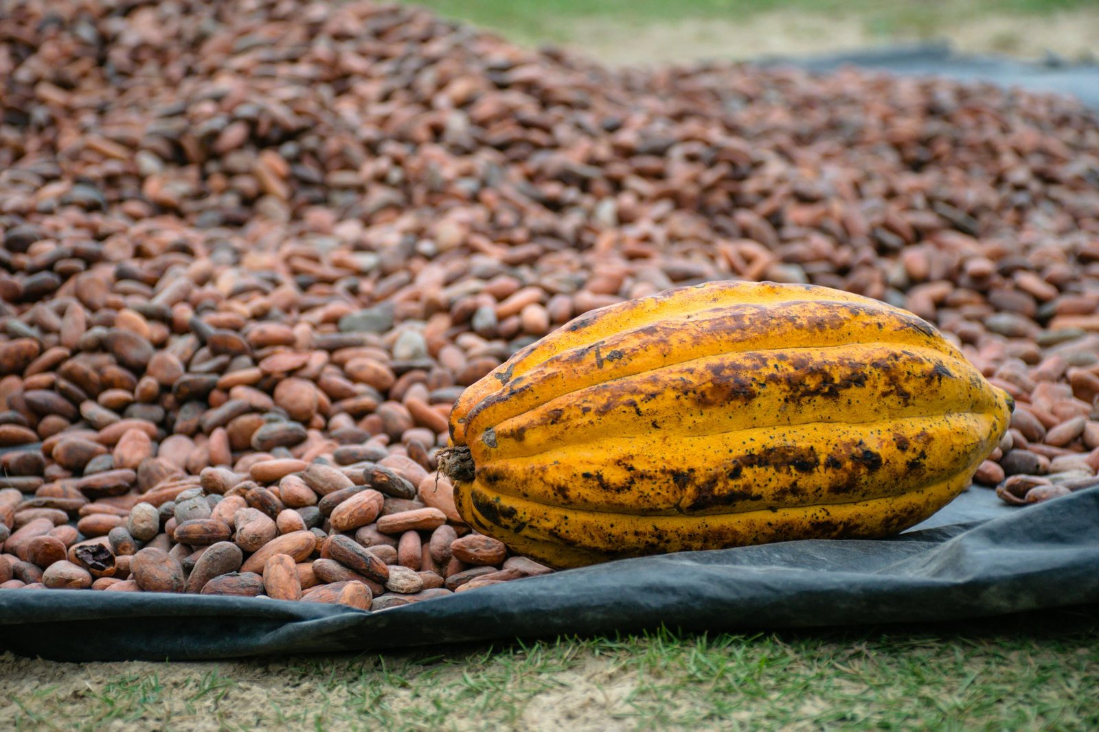 optimizing brain health with cacao